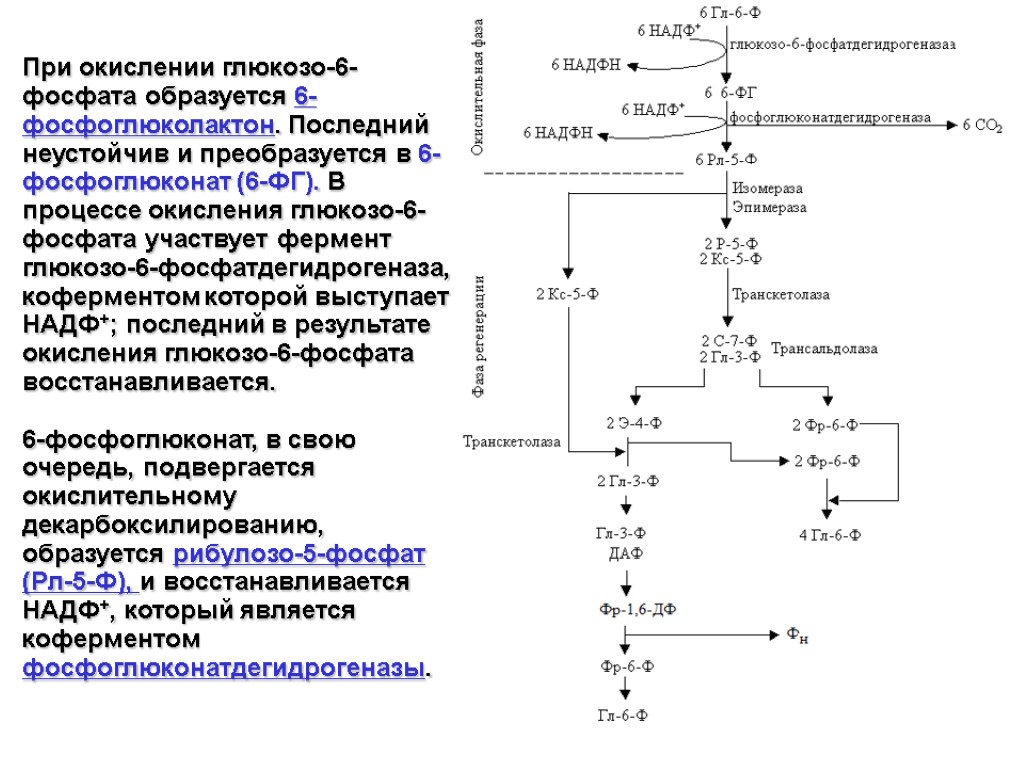 При окислении глюкозо-6-фосфата образуется 6-фосфоглюколактон. Последний неустойчив и преобразуется в 6-фосфоглюконат (6-ФГ). В процессе